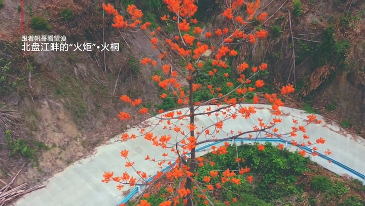 贵州望谟：首次航拍国家一级野生植物火桐