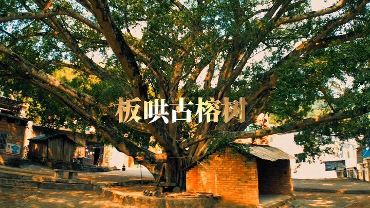 贵州望谟：独木成林古榕树