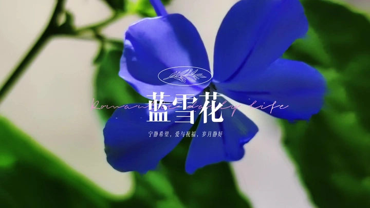 蓝雪花