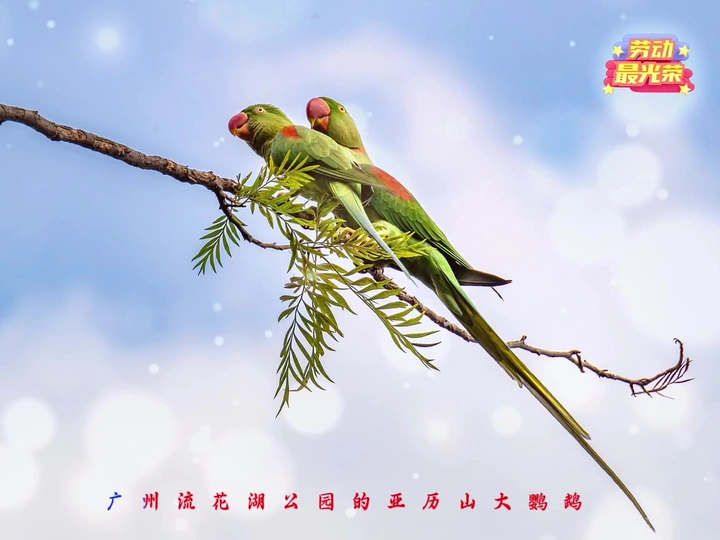 广州流花湖公园的亚历山大鹦鹉