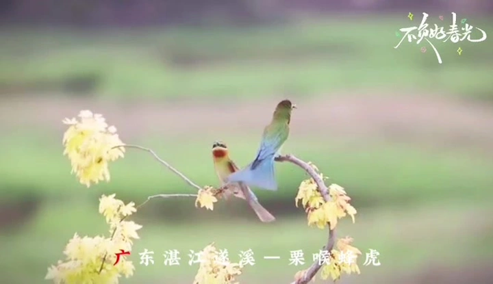 栗喉蜂虎-空中飞翔的宝石