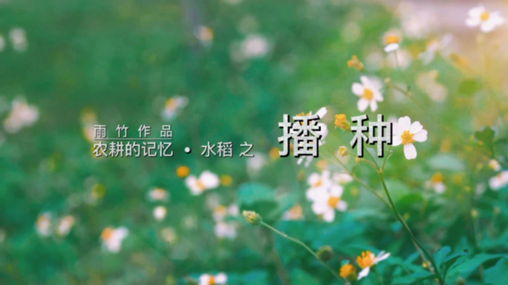 农耕的记忆 水稻之播种