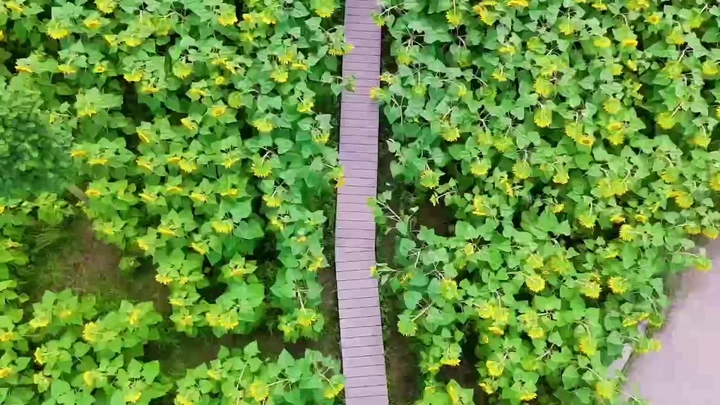 成都夏日限定｜闯入梵高的向日葵世界