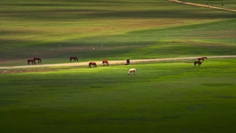 乘京沈高铁，赏草原牧歌牛羊悠景