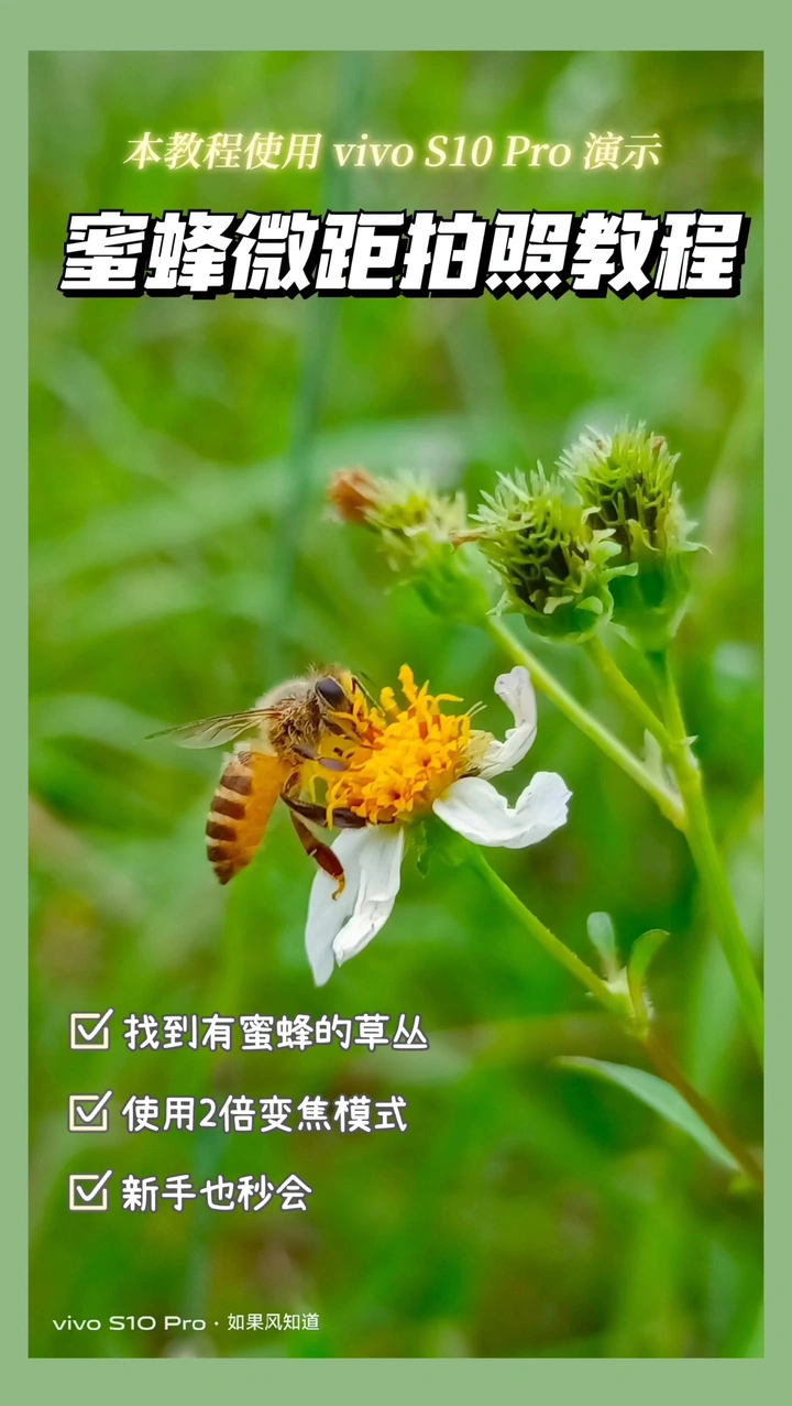 用手机拍到小蜜蜂