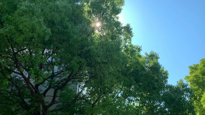 初夏