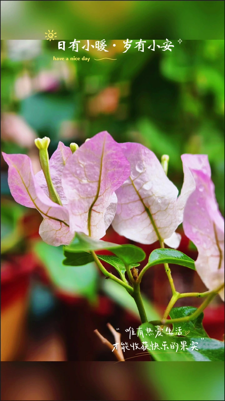 我养的花