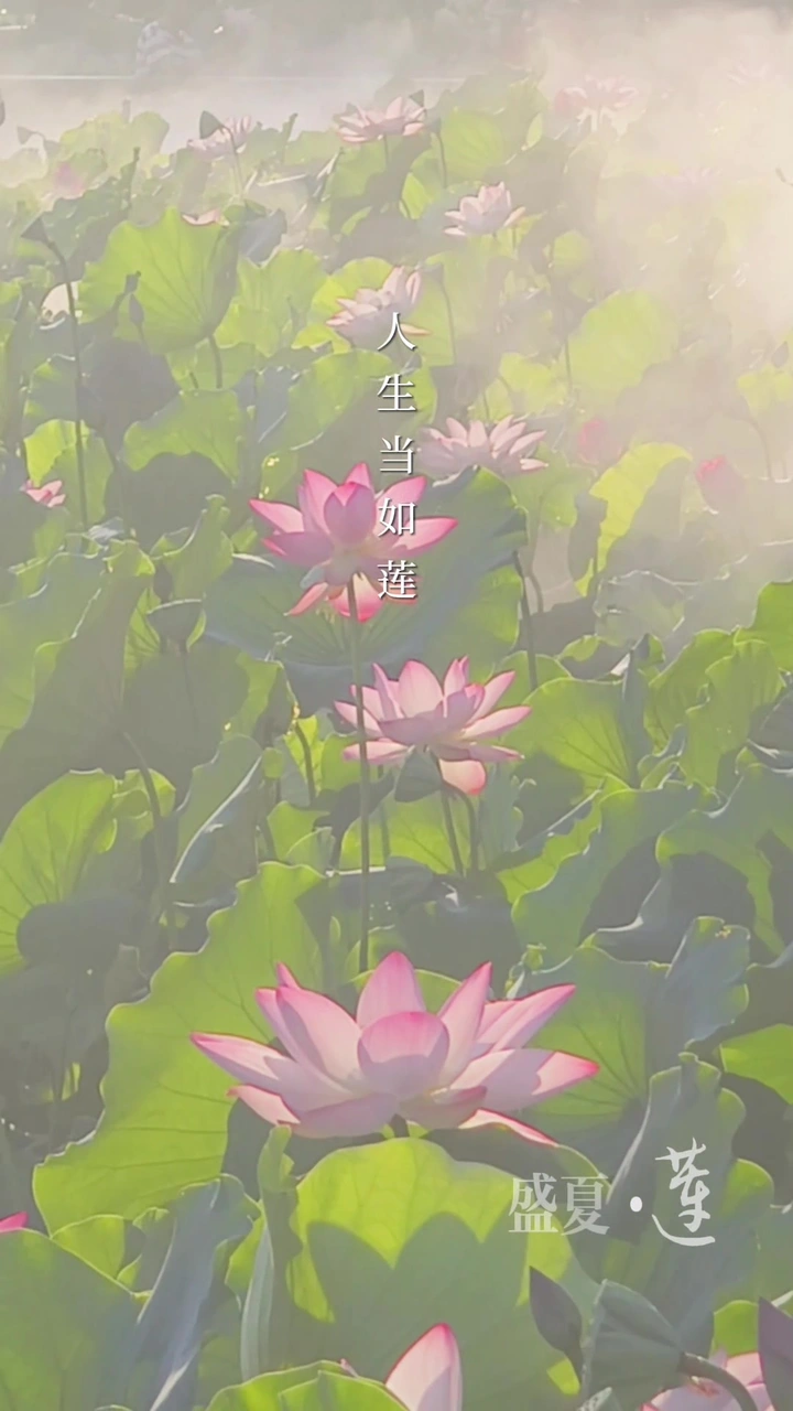 荷塘“悦”色