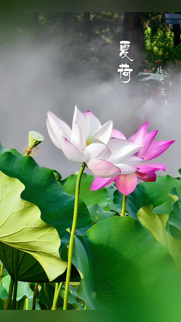 雾里看花