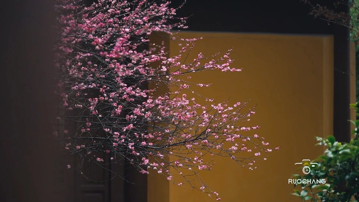 细雨熟梅