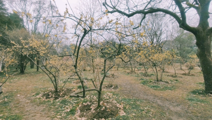 为有暗香来