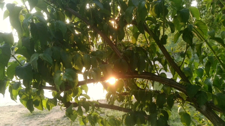 夕阳下岸上的草坪