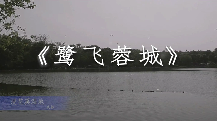 《鹭飞蓉城》