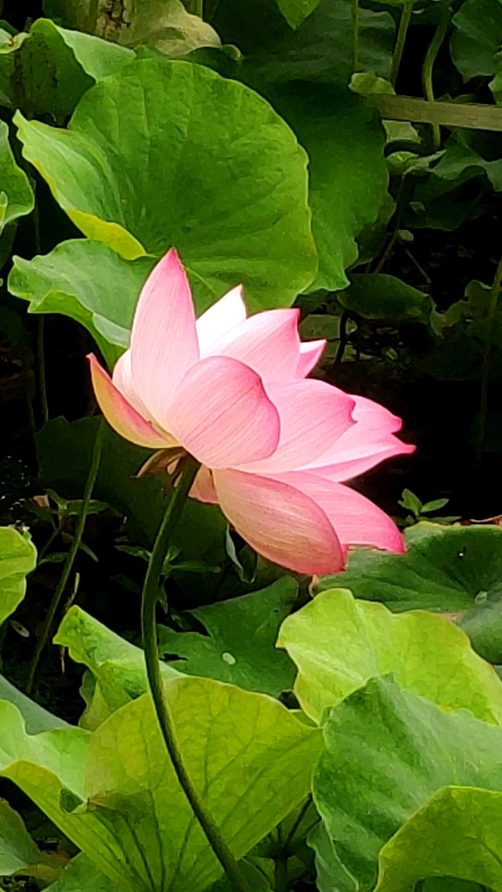 荷