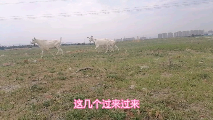 喜哥手机拍摄～偶遇草原羊