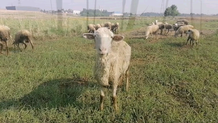 喜哥手机拍摄～羊🐏