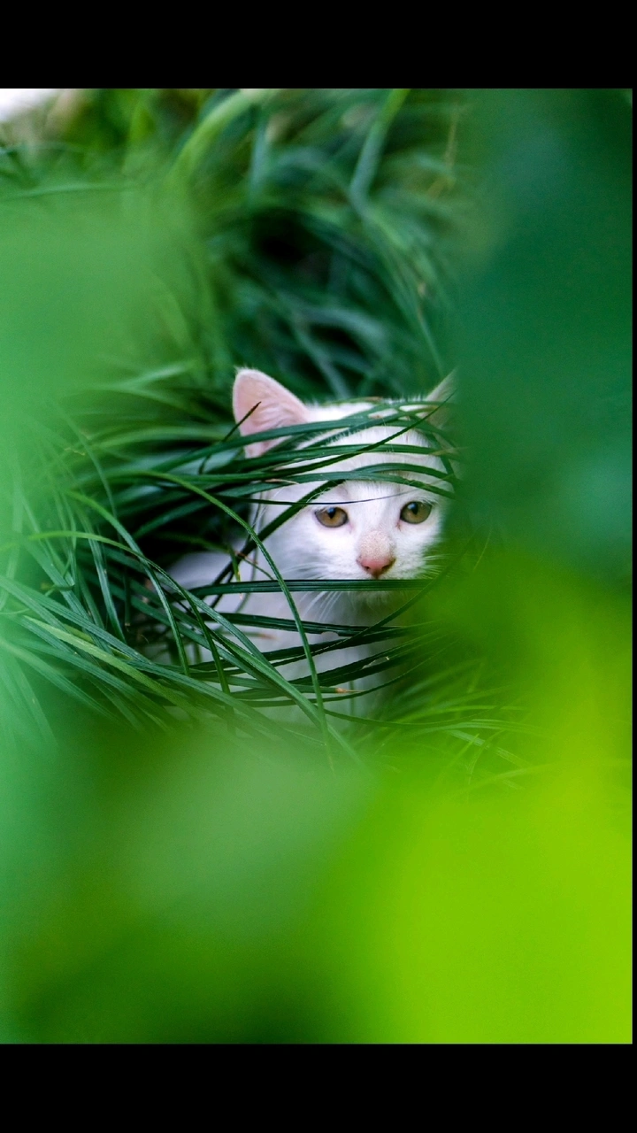 小野猫们
