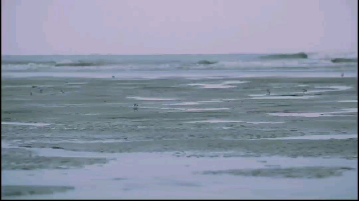 海边小鸟