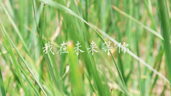 我在未来等你