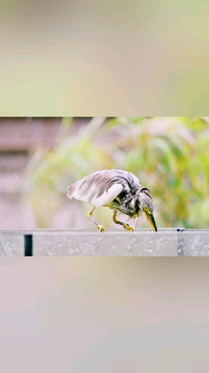 家庭盛宴