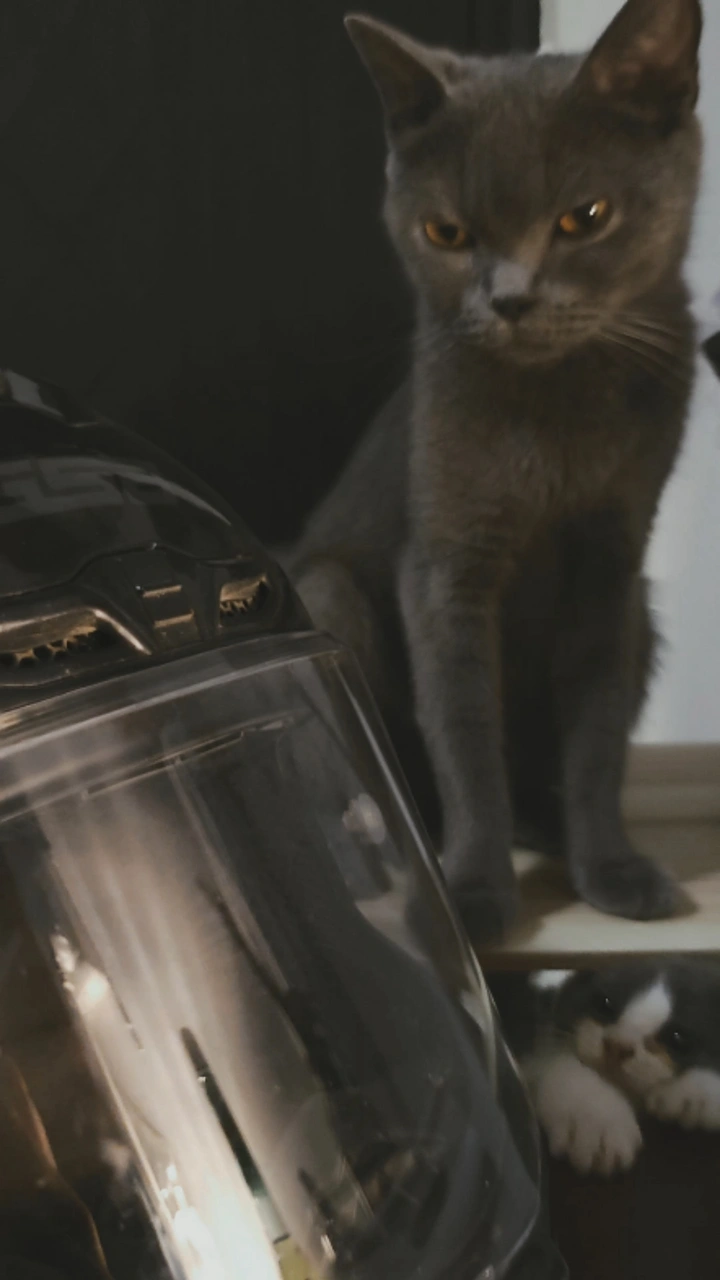 爱钻头盔的🐱