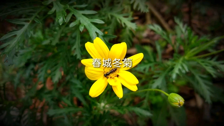 春城冬菊