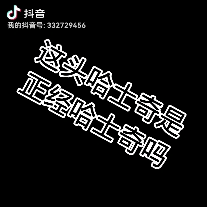 正不正经哈士奇