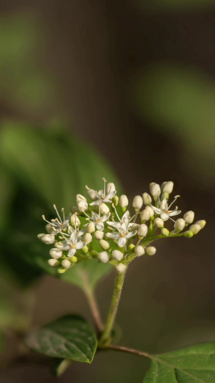 小草幽花:瑞香