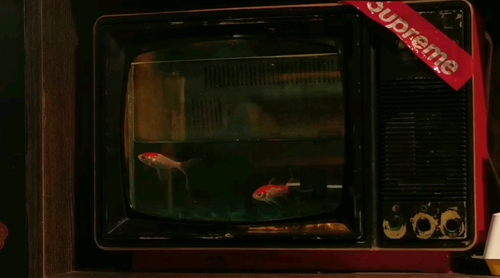 鱼🐠