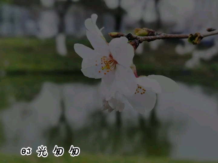 我与花草