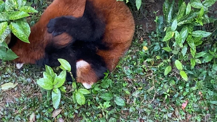 Lesser Panda