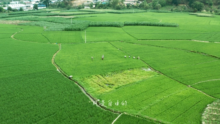 风是自由的