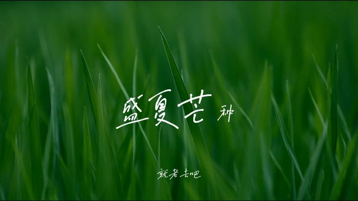 盛夏芒种