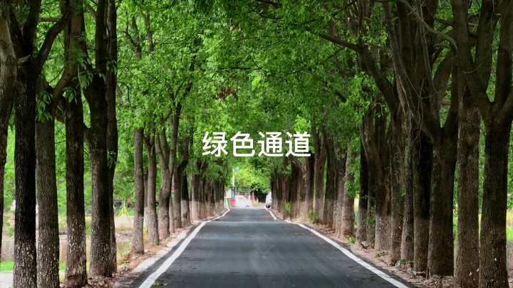 美丽宜道 绿色通道