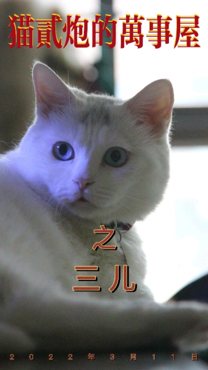 万事屋之三儿之AKA臭脸天使