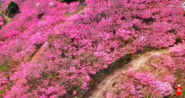 梅花香自苦寒来