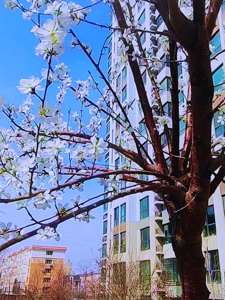 听听音乐看看花