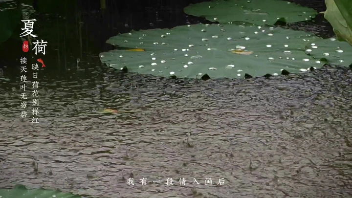 夏日雨荷