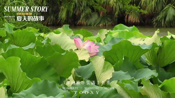 雨中荷塘美景