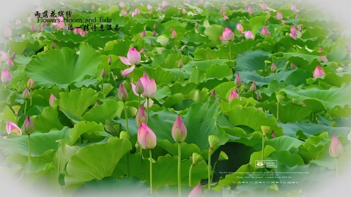 夏日荷花