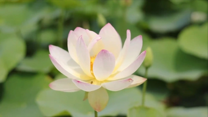 接下来的几个月桓仁是这样的