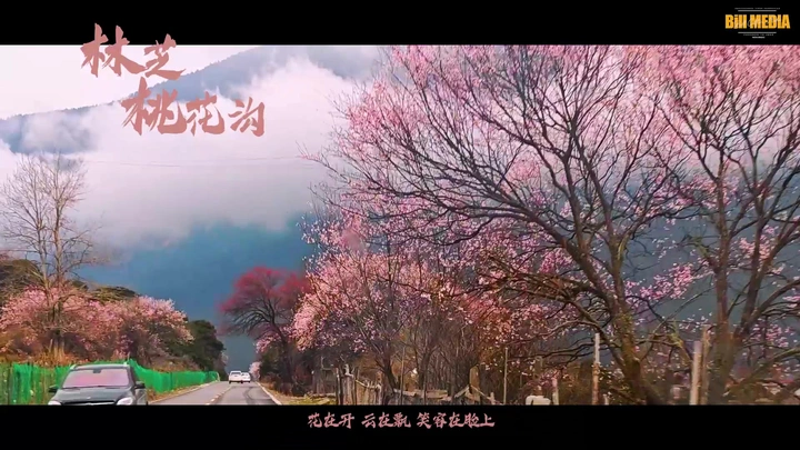 西藏林芝桃花朵朵开