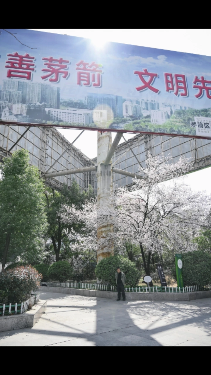春天的花