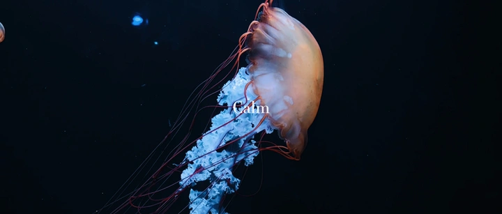 水母：海底藏着致命的温柔