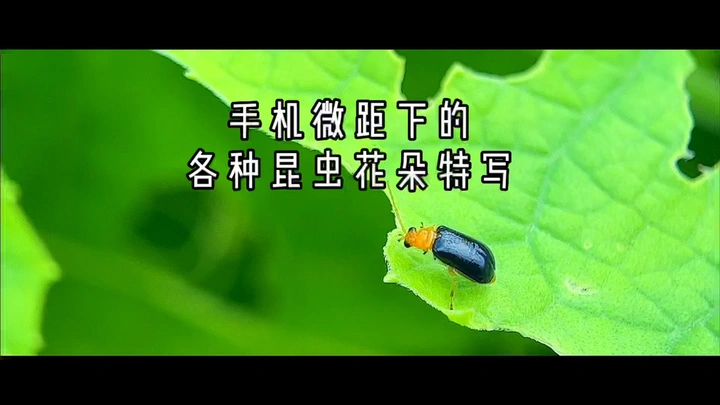 手机拍摄各种昆虫花朵特写