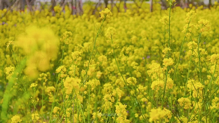 油菜花海旋转摇曳