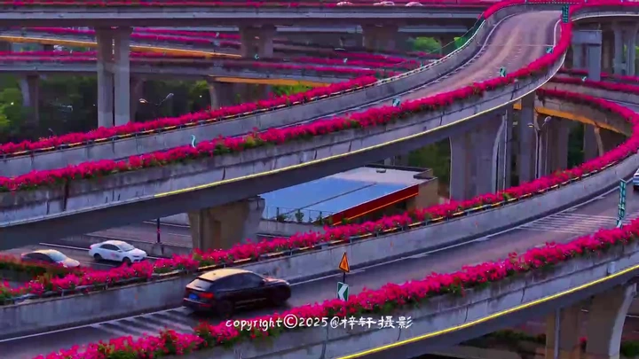 杭州临平大道高架的月季花
