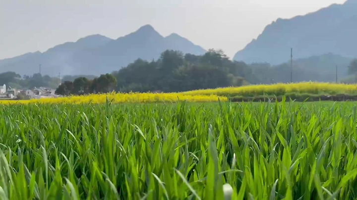 乡间田野