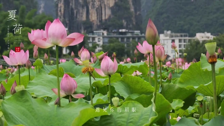 荷你有约