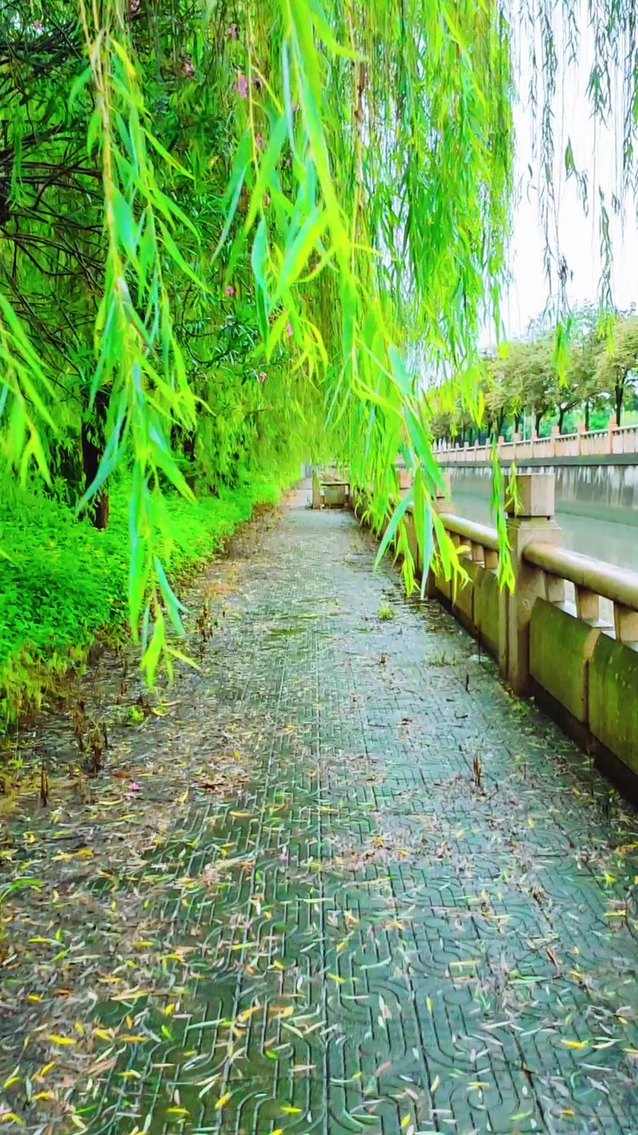 无人管理的柳树河提